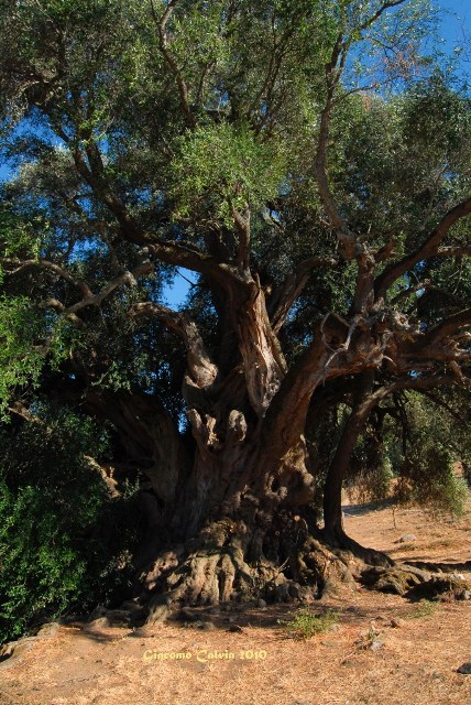 Ulivo in Sicilia Occidentale