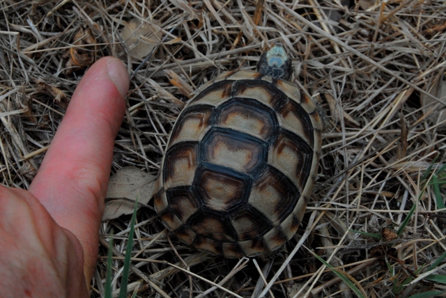 tartarughina sarda - Testudo marginata