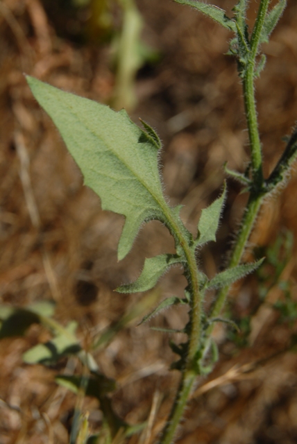 Crepis foetida