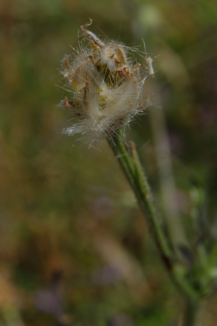 Crepis foetida