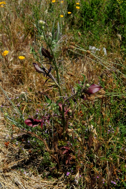 Crepis foetida