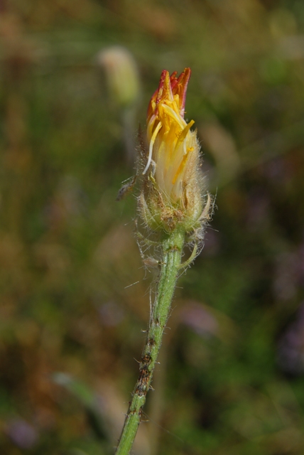 Crepis foetida
