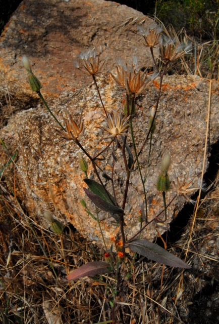 Crepis foetida