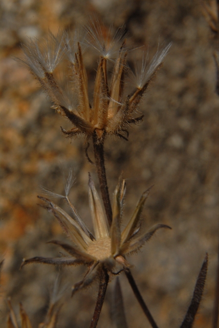Crepis foetida