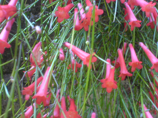 che pianta �? - Russelia sp.