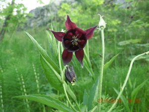 Aquilegia atrata