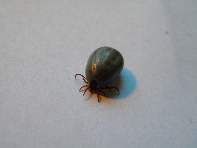 Ixodes (Pholeoixodes) hexagonus (?)
