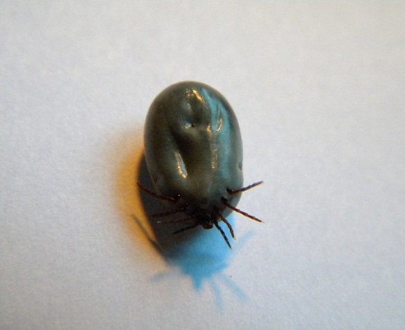 Ixodes (Pholeoixodes) hexagonus (?)
