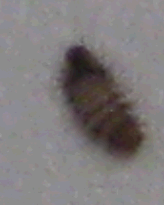 ho trovato quest''insetto sotto il letto! (larva Dermestidae)