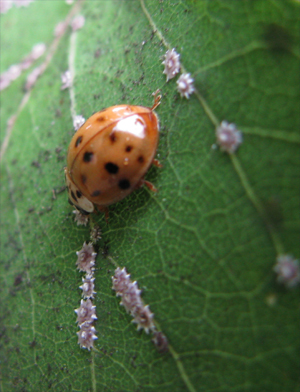 Harmonia axyridis