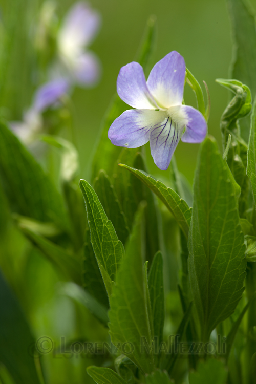 Viola elatior / Viola maggiore