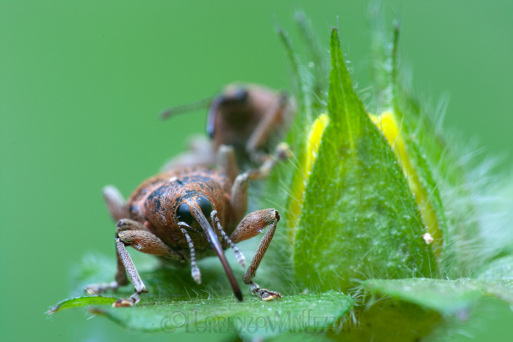Curculionidae gen. Curculio?