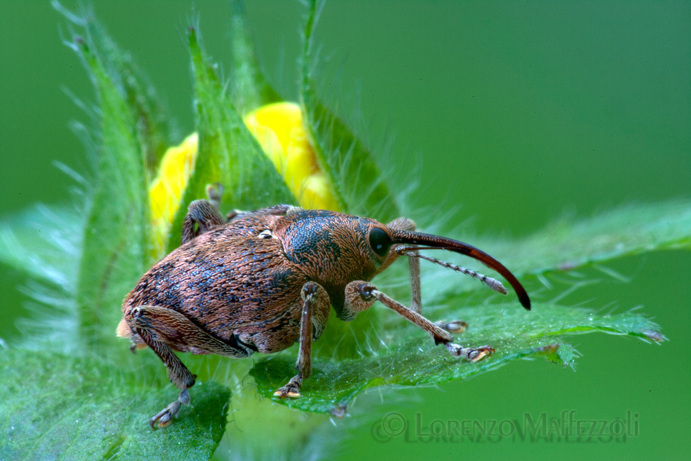 Curculionidae gen. Curculio?
