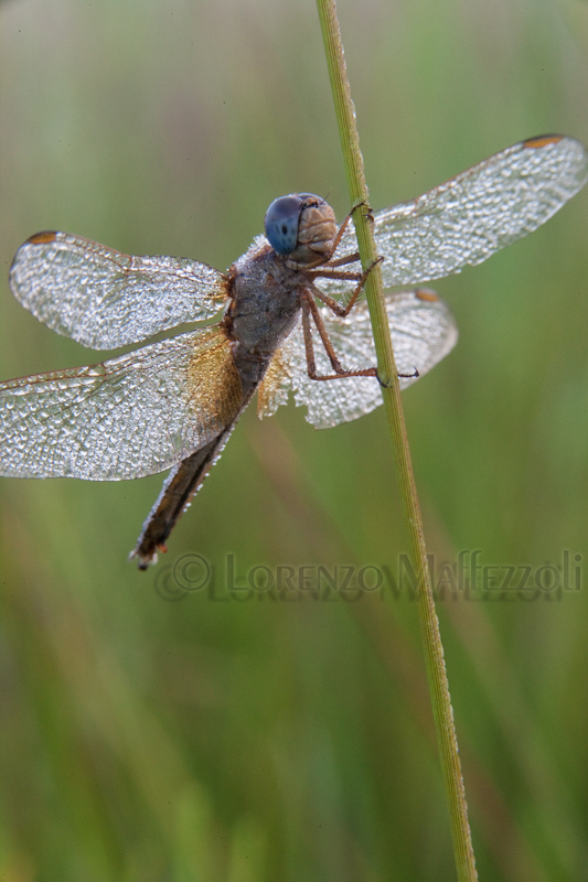 Libellula da identificare (foto2) - Crocothemis erythraea (F