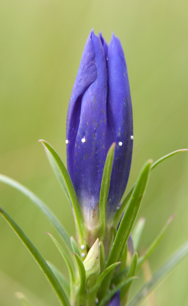 Altra determinazione Lycaenidae