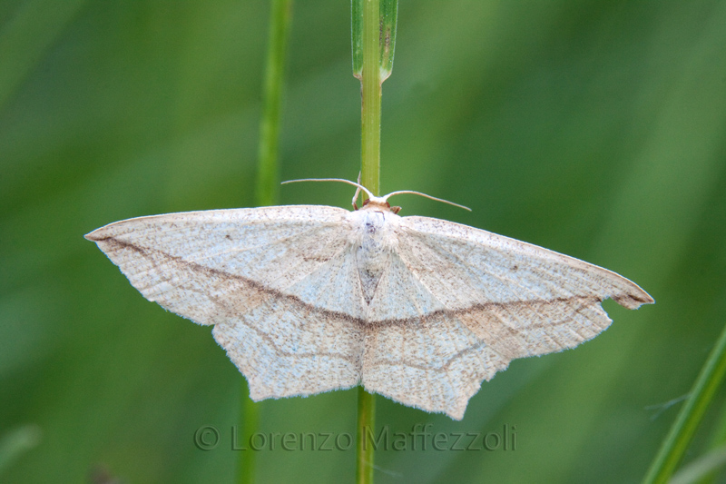 Determinazione specie x catalog. foto : Timandra comae