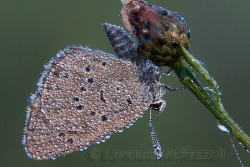 Altra determinazione Lycaenidae