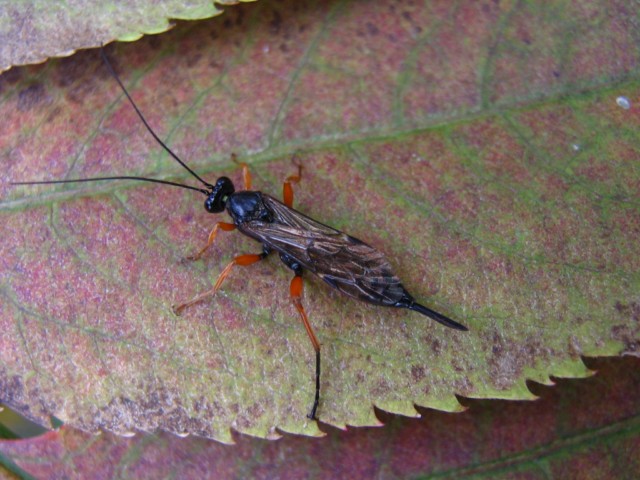 Pimpla cfr rufipes (Pimplinae)