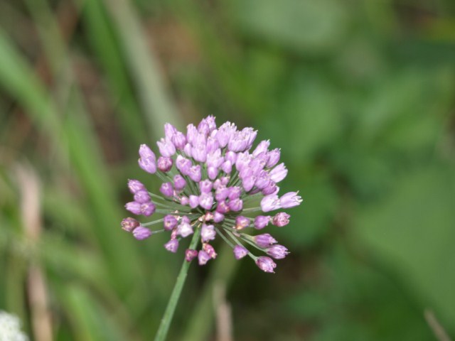 Da identificare (3) - Allium sp.