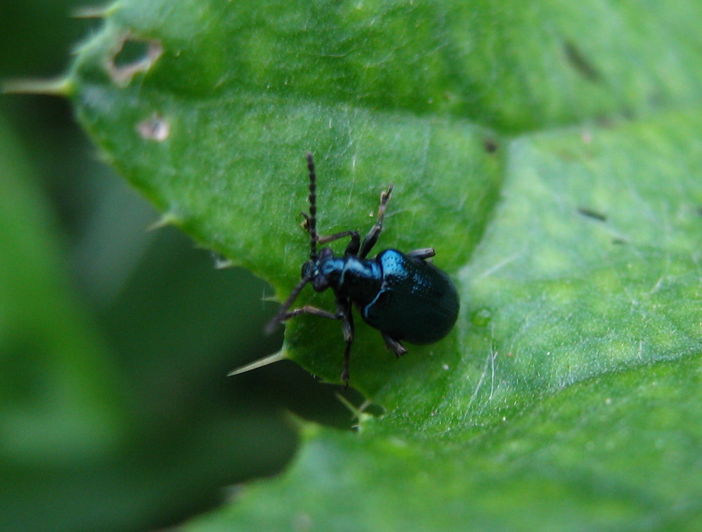 Identificazione: Lema cyanella (Chrysomelidae)