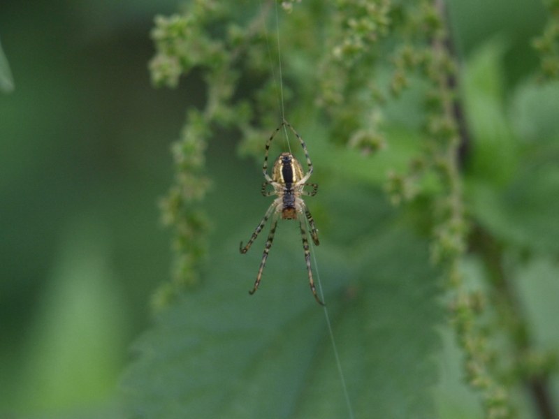 Metellina sp.