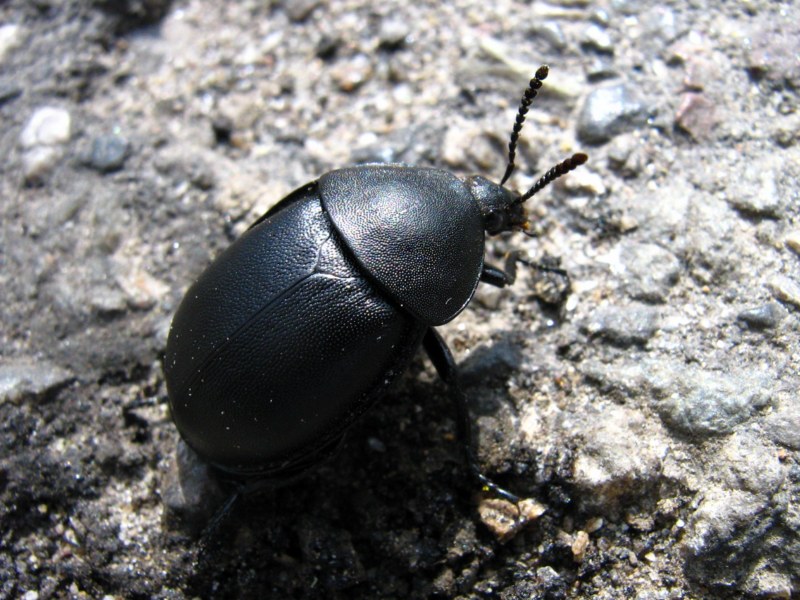 Silphidae: Ablattaria laevigata