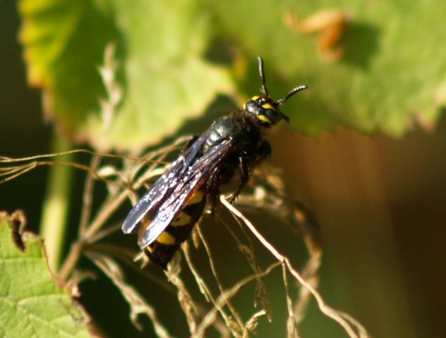 femmina di Colpa sexmaculata