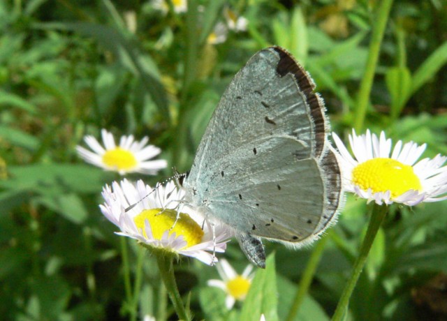 LYCAENIDAE da identificare - Celastrina argiolus