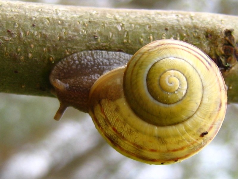 Aiuto riconoscimento lumache