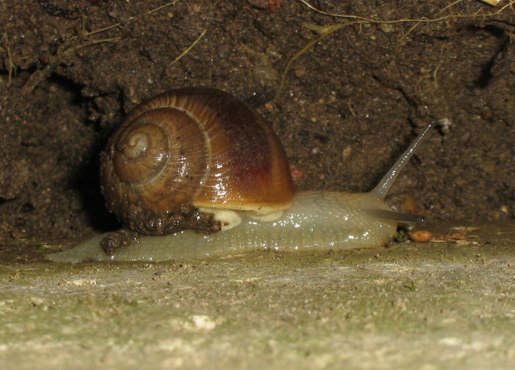 Ancora lumache da identificare