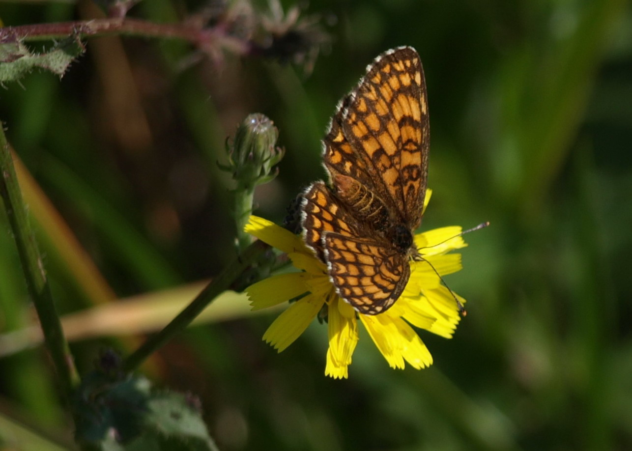 Melitaea didyma  ?