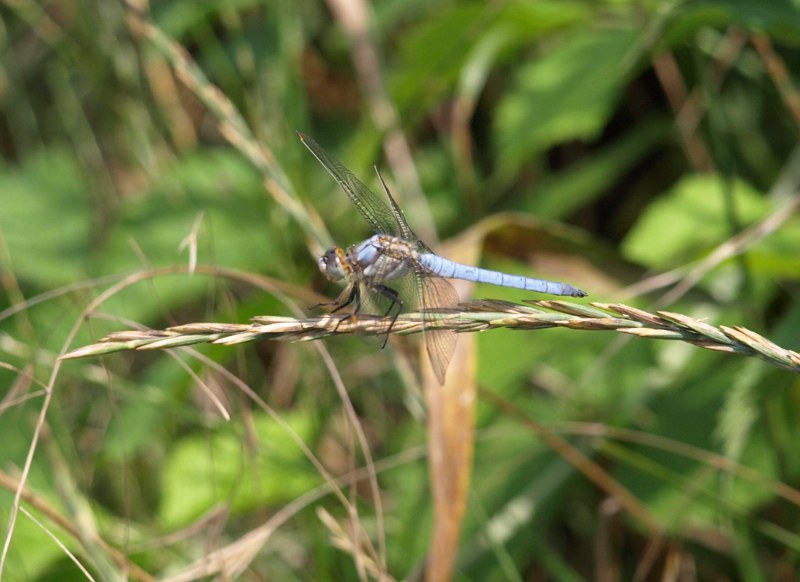 Da identificare: Orthetrum brunneum