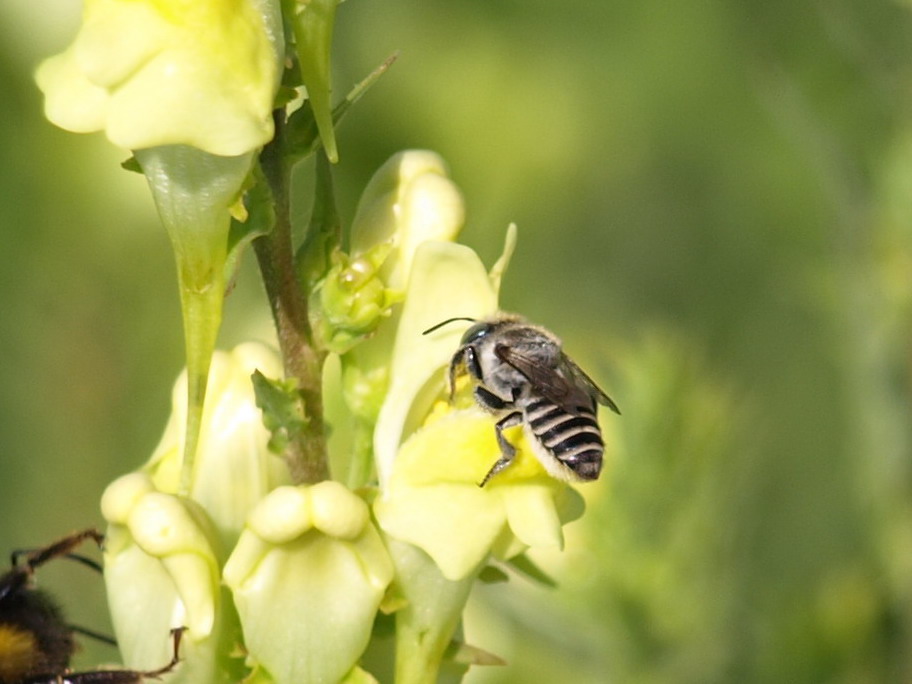 Femmina di Megachile sp.