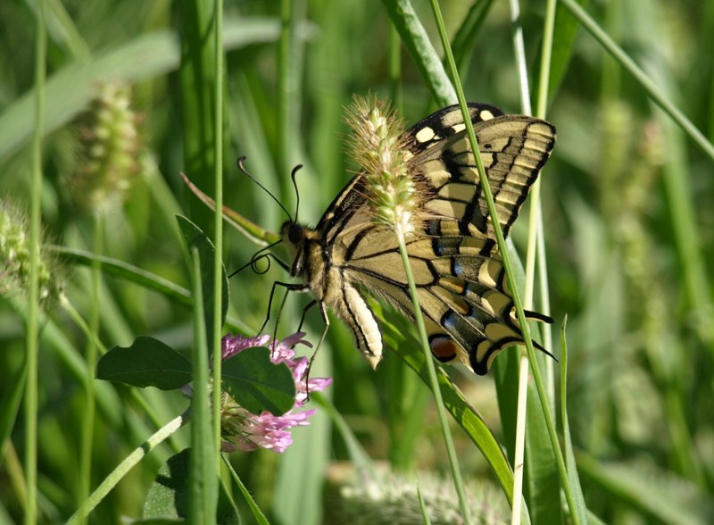 Papilio machaon ?
