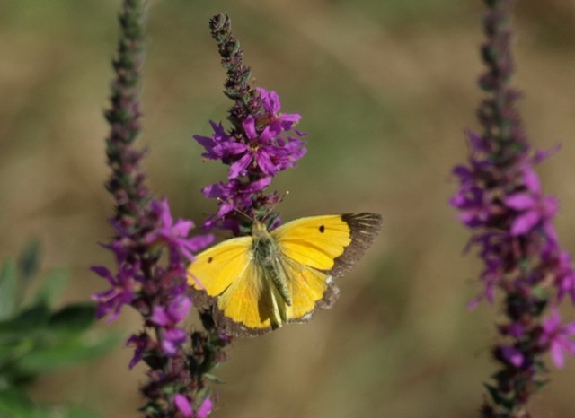 COLIAS CROCEA ? Si, maschio
