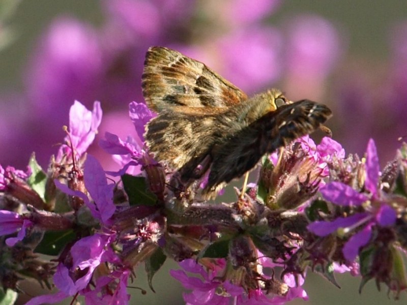 Da identificare : Carcharodus alceae