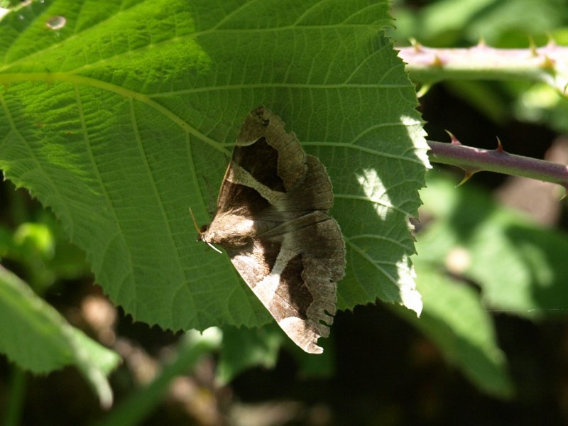 Da identificare II : Dysgonia algira