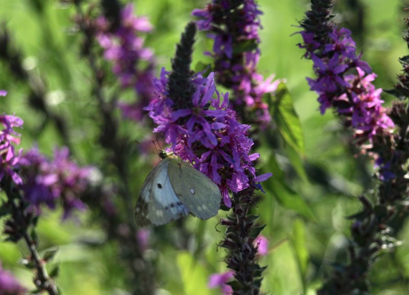 Colias crocea femmina ? Si, f. helice