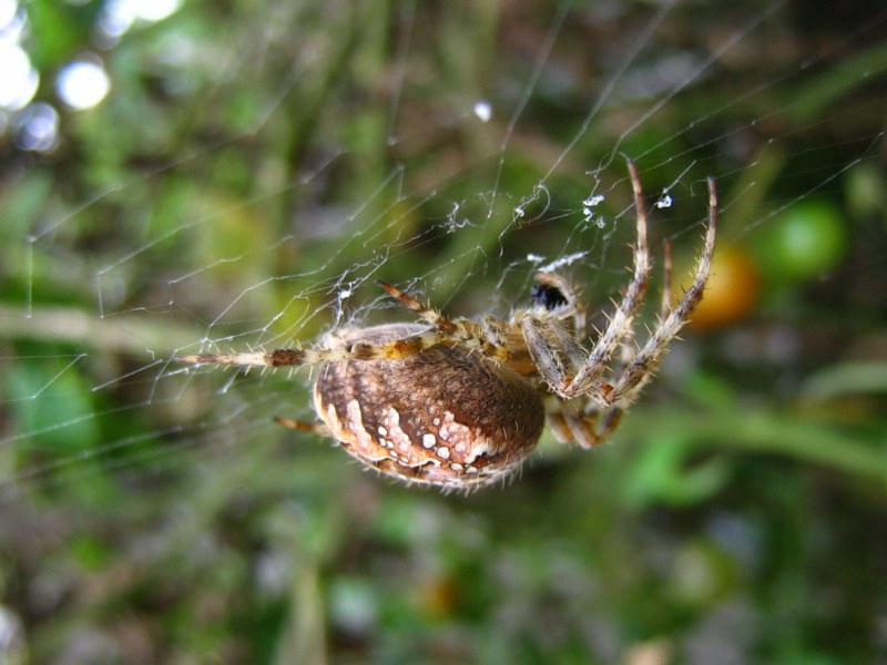 Da identificare (Miscellanea)
