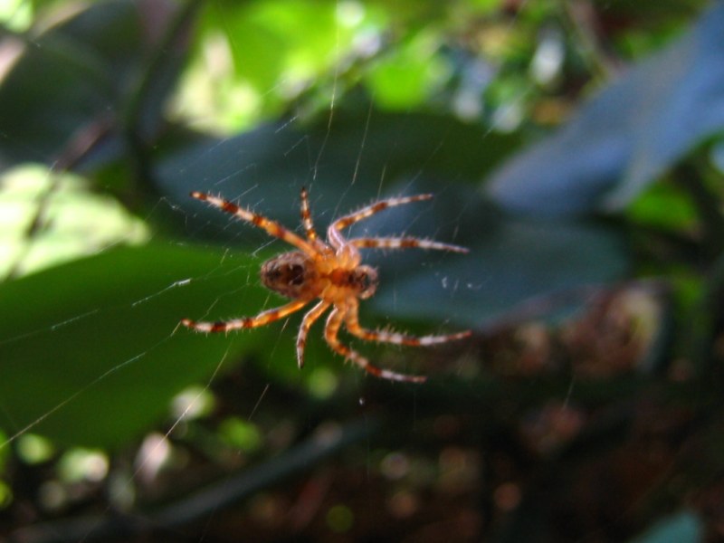 Da identificare (ragni vari)