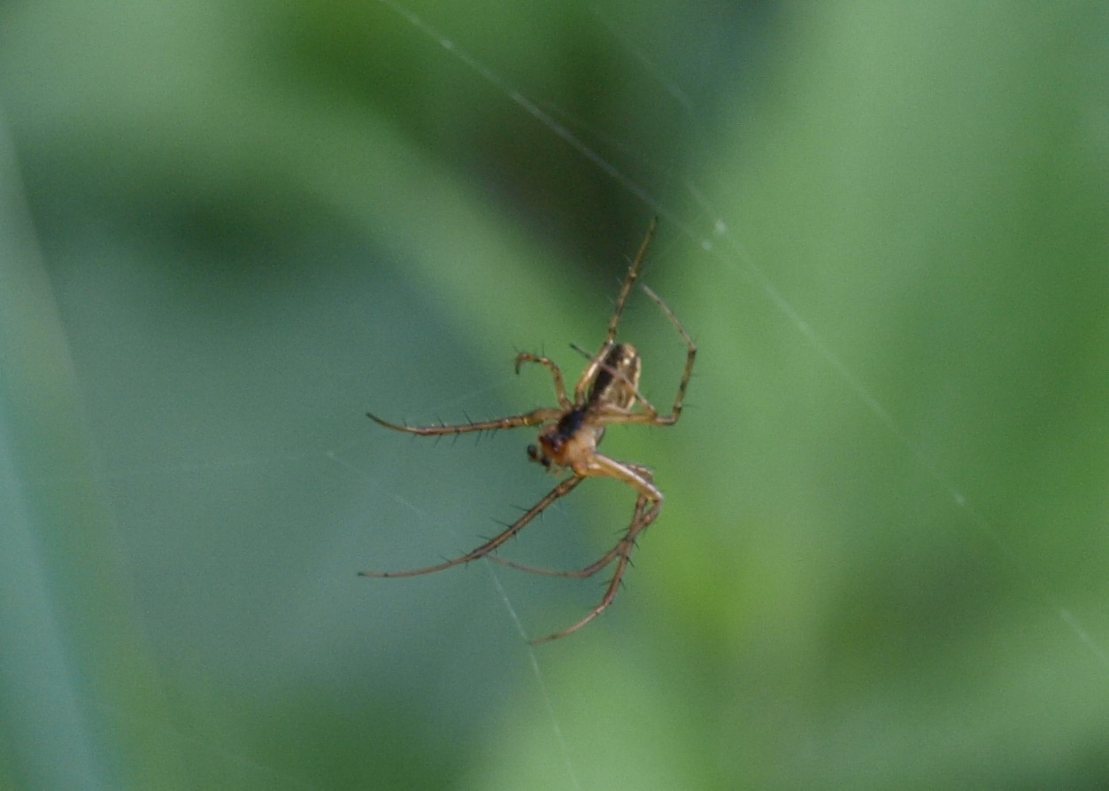 Da identificare (Maschio di Araneidae?)