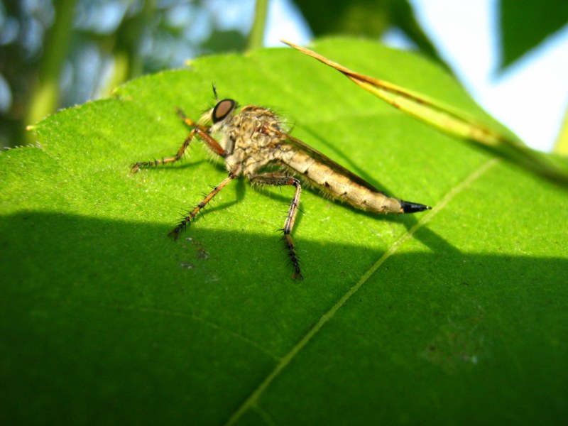 Eutolmus rufibarbis ?