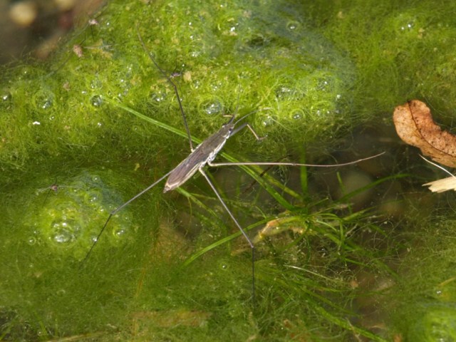 Da identificare  Aquarius  paludus ?????