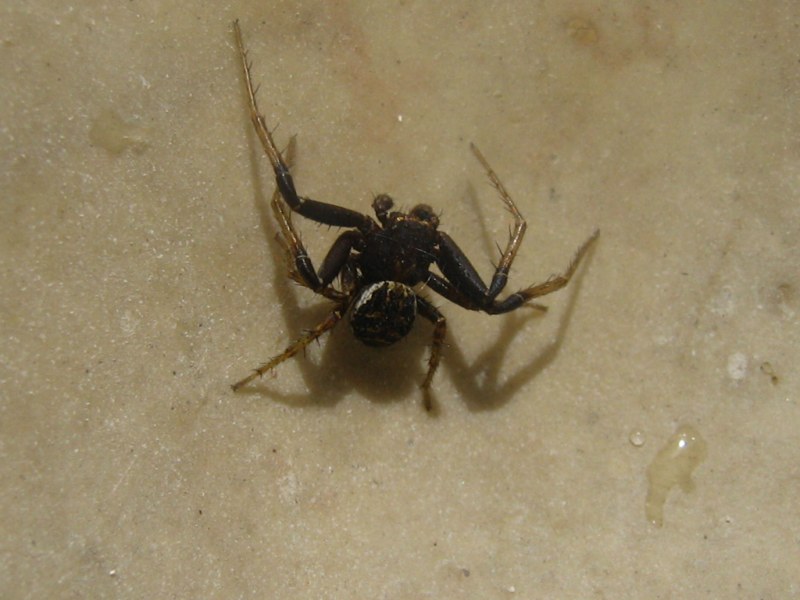 Da identificare (altri ragni vari)