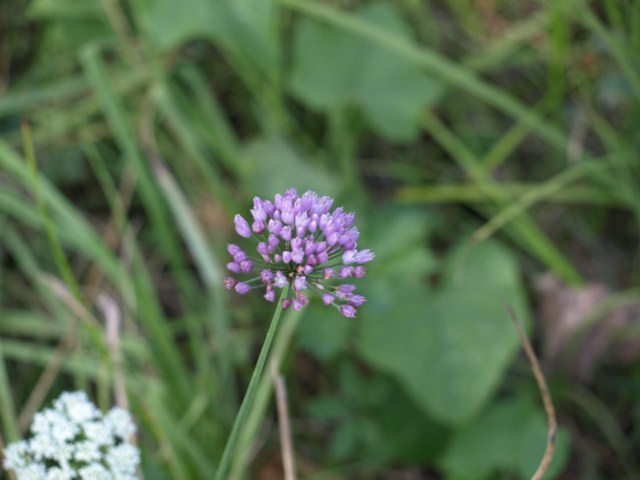 Da identificare (3) - Allium sp.