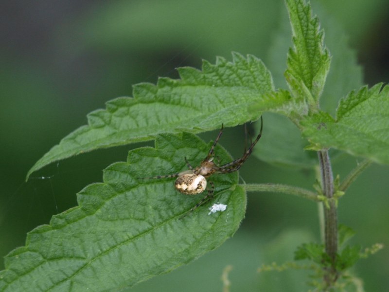 Metellina sp.