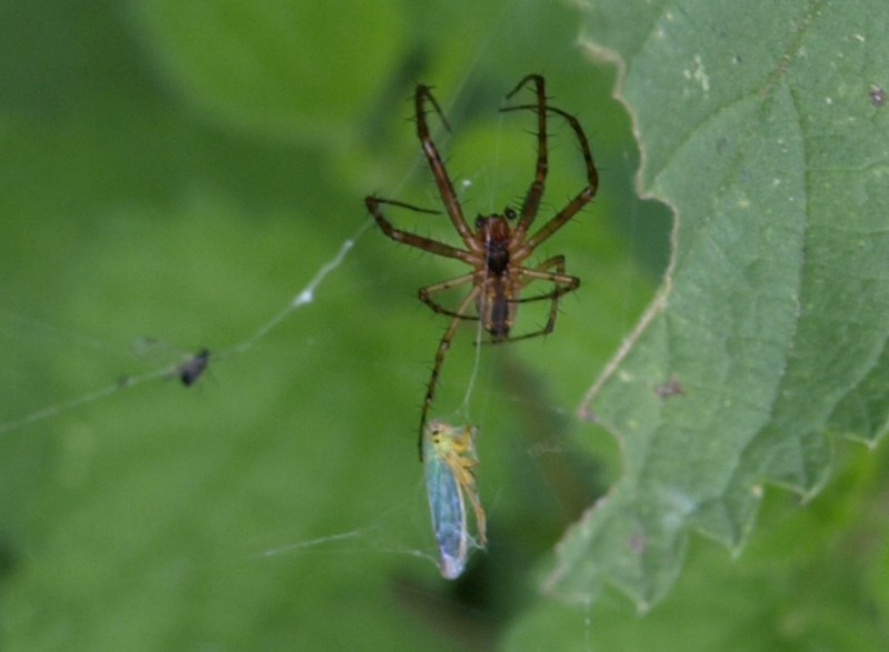Metellina sp.