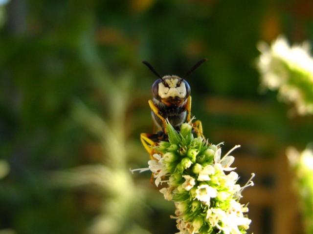 4 imenotteri diversi