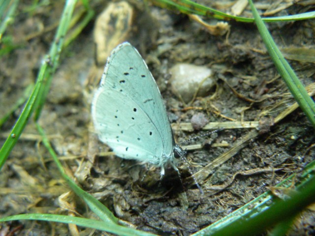 LYCAENIDAE da identificare - Celastrina argiolus