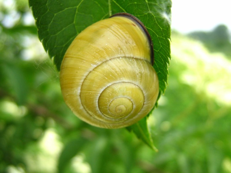 Aiuto riconoscimento lumache